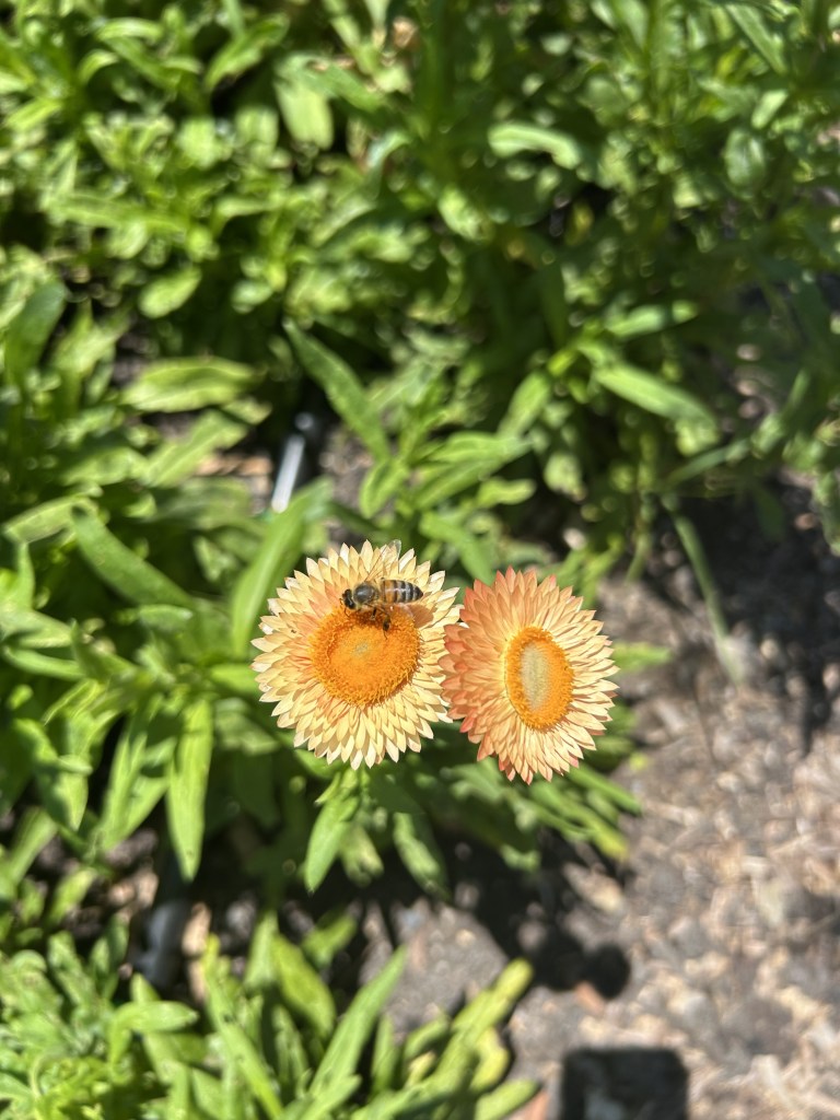 A bee on a strawflower in the garden